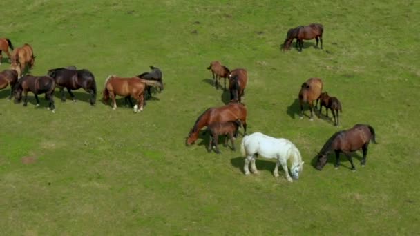 Cavalos Pastando Pasto Vista Aérea Paisagem Verde Com Uma Manada — Vídeo de Stock