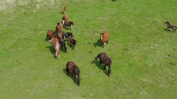 牧草地で放牧馬 茶色の馬の群れと緑の風景の空中ビュー 牧草地のヨーロッパの馬 — ストック動画