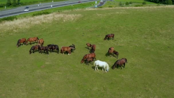 Cavalos Pastando Pasto Vista Aérea Paisagem Verde Com Uma Manada — Vídeo de Stock