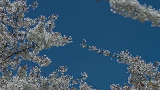Bloemenframe Met Witte Bloesem Kersenbomen Blauwe Lucht Kopieer Ruimte Voor — Stockvideo