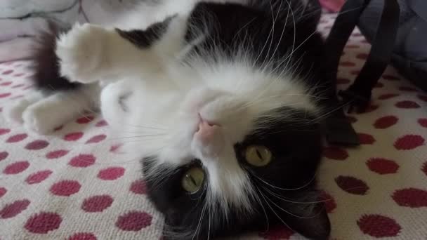 Симпатичная Черно Белая Кошка Лежащая Сверху Вниз Глядя Камеру — стоковое видео