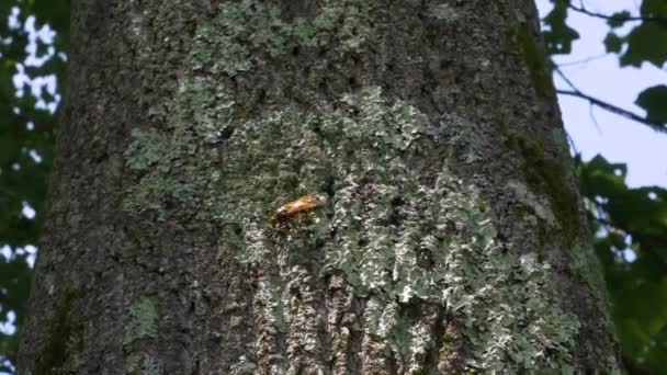 Stor Cicada Killer Wasp Aka Cicada Hawk Sitter Trädstam New — Stockvideo