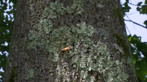 Velký Cicada Killer Wasp Alias Cicada Hawk Sedí Kmeni Stromu — Stock video