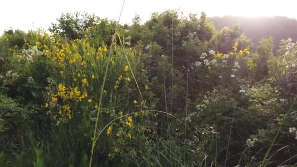 Vild Natur Gröna Och Gula Växter Kulle Vid Solnedgången Pan — Stockvideo