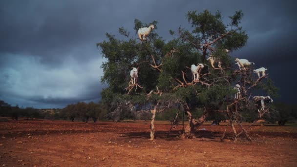 Group Goats Sitting Argan Tree Eating Branches Morocco — Stock Video