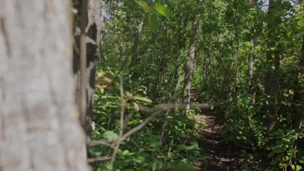 Скользящий Выстрел Дерева Открыть Тропинку Через Пышный Лес — стоковое видео