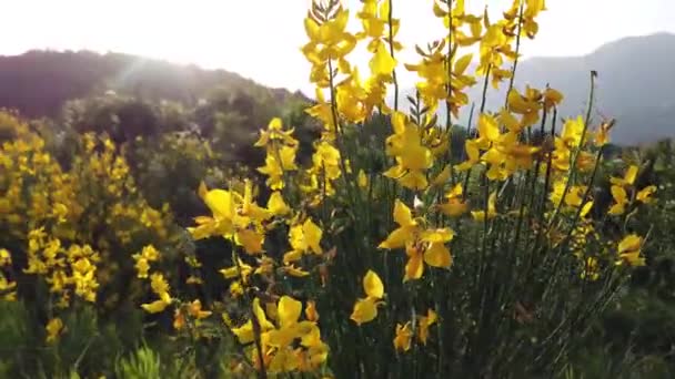 Güneş Batarken Tepede Sarı Bir Çiçek Solda Güneşi Gösterir — Stok video