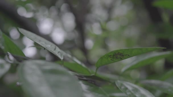 Naranjo Lluvia — Vídeo de stock