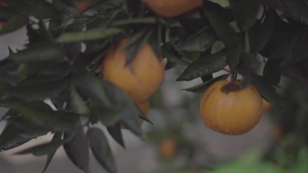 Orange Tree Reain — Stock Video