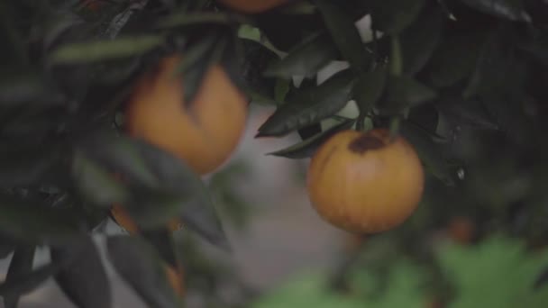 Laranjeira Chuva — Vídeo de Stock