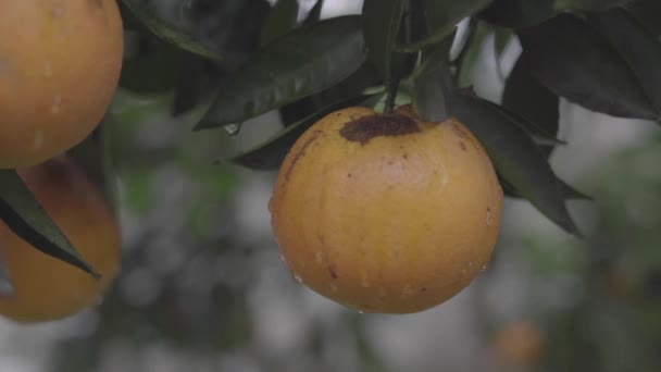 Orange Tree Reain — Stock Video