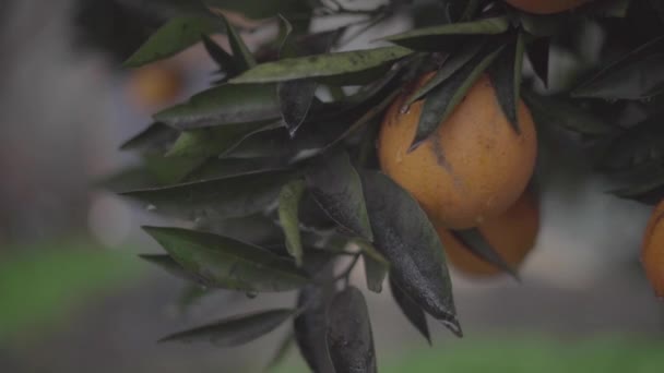Апельсиновое Дерево Камне — стоковое видео