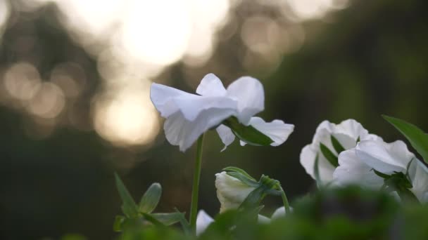 Deslizándose Izquierda Las Flores Blancas Las Mariquitas Iluminadas Por Puesta — Vídeos de Stock