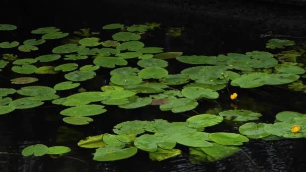 Handheld Wide Shot Many Lily Pads Flowers Grey Cloudy Day — Vídeo de Stock