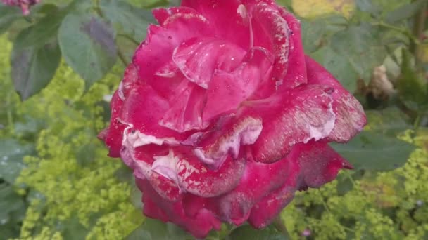 Movimento Lento Uma Flor Vermelha Rosa Movimento Devido Uma Pequena — Vídeo de Stock