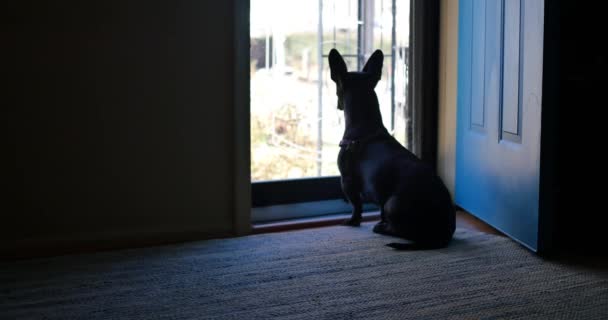 Petit Chien Noir Avec Grandes Oreilles Regarde Prévision Une Porte — Video