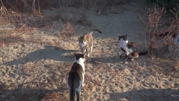 一群流浪猫聚集在海滩上的灌木丛附近 — 图库视频影像