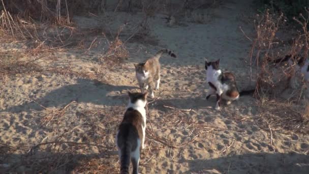 一群流浪猫聚集在海滩低洼地的灌木丛附近 — 图库视频影像
