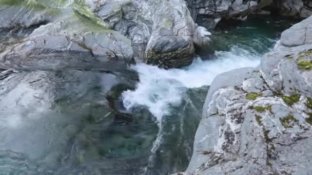 Rivier Noorse Natuur Vissen Zwemmen — Stockvideo