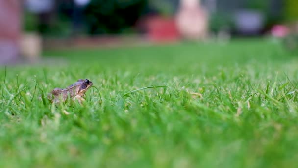 Een Slow Motion Sprong Van Een Kikker Het Gras — Stockvideo