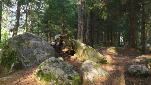 Stein Und Dreien Einem Norwegischen Wald — Stockvideo