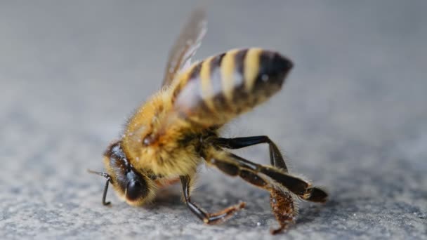 Смертельный Спазм Пчелы Отравленный Растительной Обработкой Сельскохозяйственного Инсектицида Вымирания Пчел — стоковое видео