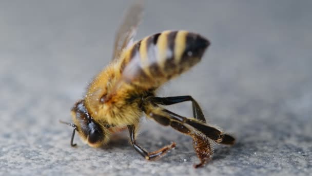 Макро Закрывает Медоносную Пчелу Умирает Агонии Результате Отравления Инсектицидами Сельском — стоковое видео