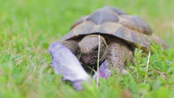 Closeup Shot Moorish Tortoise Eating Hibiscus Another Ange — Stock Video