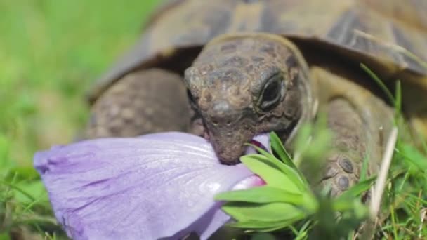 Närbild Morisk Sköldpadda Som Äter Hibiskus Annan Plats — Stockvideo