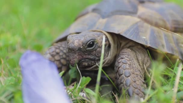 Nærbillede Maurisk Skildpadde Der Spiser Hibiscus Anden Række – Stock-video