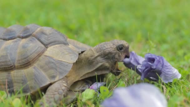 Gros Plan Une Tortue Mauresque Mangeant Hibiscus Une Autre Ange — Video