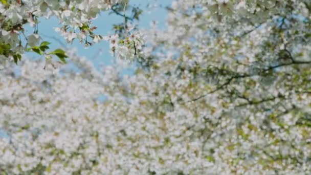 Bela Moldura Floral Árvore Cereja Florescente Timelapse Primavera Jardim — Vídeo de Stock
