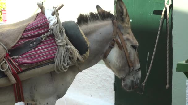 Ezel Met Zadel Gebonden Aan Muur Grieks Steegje Close Slow — Stockvideo