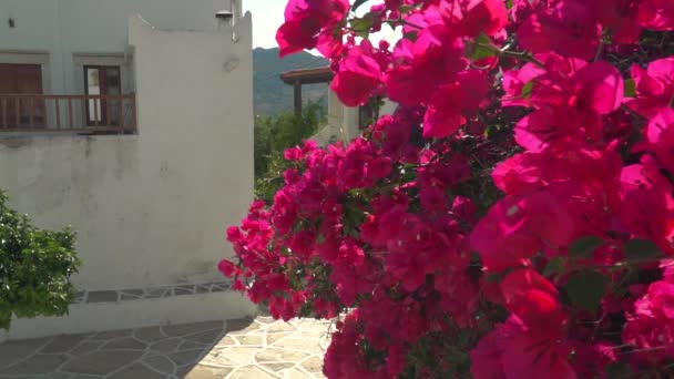 Αριστερό Τηγάνι Από Όμορφα Ροζ Λουλούδια Μονό Δέντρο Στο Ελληνικό — Αρχείο Βίντεο