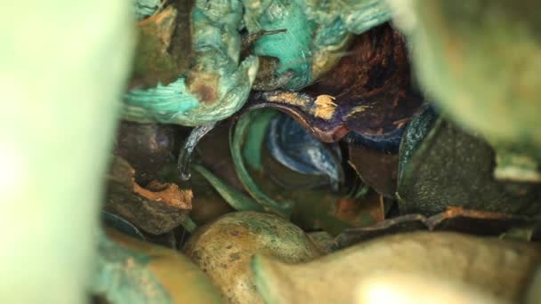 慢慢地从一个色彩艳丽的陶器花瓶里走出来 展示了许多精美的细节和质感 使用广角镜 获得独特的视角 — 图库视频影像