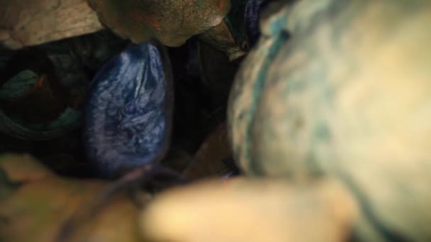 慢慢地从一个色彩艳丽的陶器花瓶里走出来 展示了许多精美的细节和质感 使用广角镜 获得独特的视角 — 图库视频影像