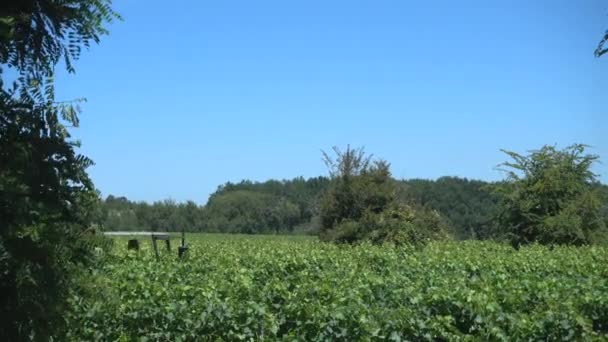 Трактор Який Обрізає Французький Виноградник Середині Літа — стокове відео