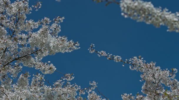 Kwiatowe Tło Lub Tło Wiosenny Kwiat Wiśniowych Drzewach Błękitnym Niebie — Wideo stockowe