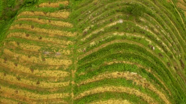 Vista Topográfica Terraços Arroz Exuberantes Norte Vietnã Boneca Aérea Olhar — Vídeo de Stock