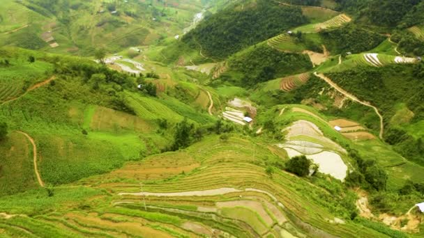 在越南北部 广阔的山谷里挤满了郁郁葱葱的绿色稻田 空中倾斜揭示风景 — 图库视频影像