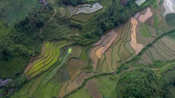 Сверху Снимок Рисовых Полей Горах Северного Вьетнама Воздушная Тележка Вперед — стоковое видео