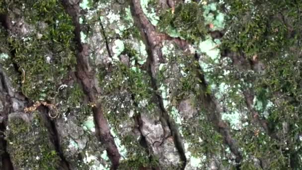 Close Handheld Ants Walkig Tree Bark Moss — Stock Video