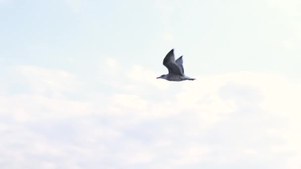 Gabbiano Libero Che Vola Nel Cielo Blu Durante Estate Sopra — Video Stock