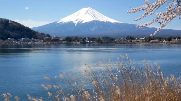 富士山与川口湖的自然景观景观 以樱花花 风为前景色 — 图库视频影像