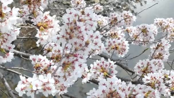 福島県菊田市の春の日差しの日の時間帯に小さな運河に流れる水を背景に満開の美しい自然桜の風景 — ストック動画