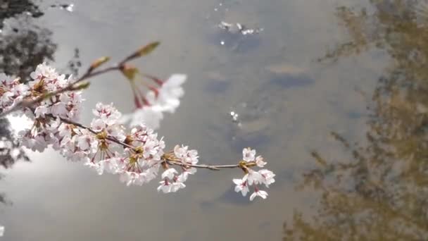 Kikuta Fukushima Japonya Bahar Güneşinde Küçük Bir Kanalda Akan Suyun — Stok video
