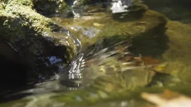 Kleiner Fluss Wald Die Bäume Spiegeln Sich Wasser Blätter Treiben — Stockvideo