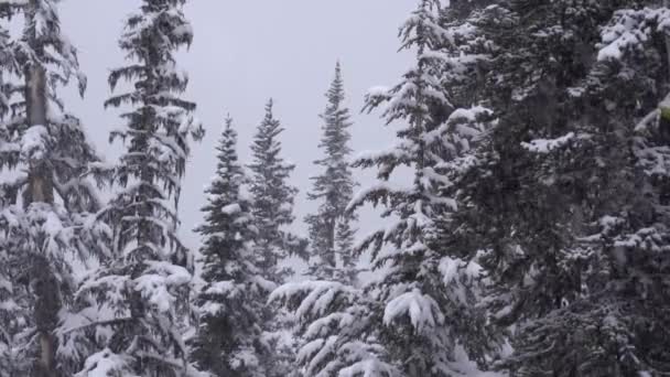 Kışın Ormandaki Yoğun Kar Yağışının Görüntüsü — Stok video