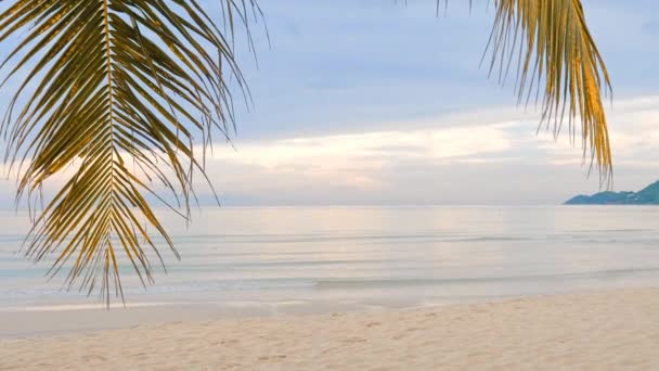 Praia Paradisíaca Vazia Com Ondas Calmas Oceano Ramos Uma Palmeira — Vídeo de Stock