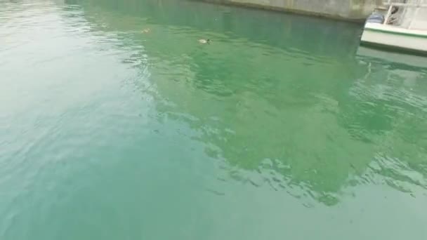 Vista Aérea Patinhos Nadando Rio Liubliana Eslovênia — Vídeo de Stock